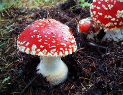 Cum ne ferim de intoxicatiile cu ciuperci ?