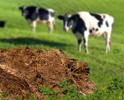 dejectii animaliere - gunoi de grajd 1