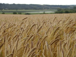 hordeum-vulgare-00006 resize