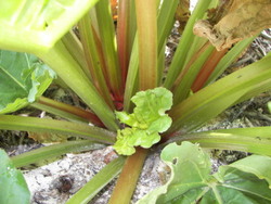 Soiul de revent Livia