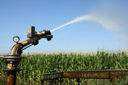 Faza critica de irigare la porumb