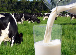 Igiena laptelui – Asigurarea conformitatii laptelui crud cu standardele Uniunii Europene