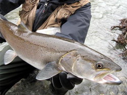 lostrita-hucho-hucho resize