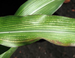 magnesium-deficiency-corn resize