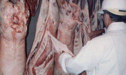 Utilitatea infiintarii abatoarelor pentru sacrificarea ovinelor