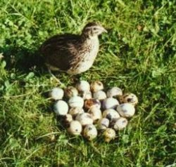 Ce trebuie sa stim despre oul de prepelita in alimentatia copiilor