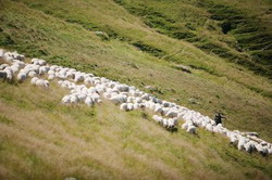 De la 80 la 20000 de oi in 12 ani