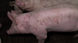 Mai multe ferme din Irlanda nu respecta conditiile de bunastarea porcilor