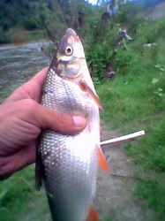 scobar scobarul resize