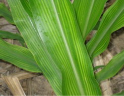sulfur-deficiency-corn resize