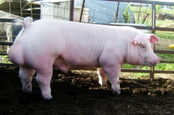 69938698Chester White resize