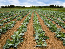 Model de proiect pentru 2 hectare de legume in camp