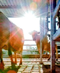 Temperaturile ridicate pot afecta starea de sanatate a efectivelor de animale si pasari