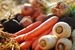 Ferma Stoian – legume romanesti