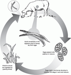 L IMG figure1 resize