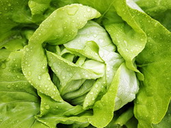 Ileana, un nou soi de salata