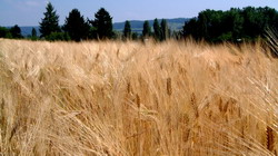 Pretul cerealelor a scazut semnificativ la poarta fermei in 2013