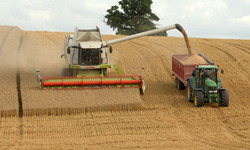 Cu 40 de euro este mai mare pretul la tona de grau in Germania