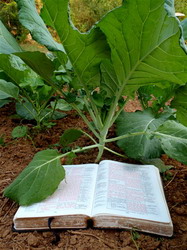 Vrem o agricultura care nu il neaga pe Dumnezeu
