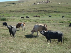 Crescatorii de vaci, bivolite, taurine de carne pot depune cereri de subventii