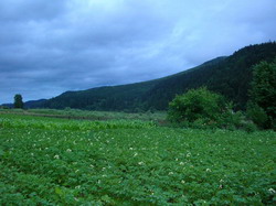 Covasna va produce 300 mii tone de cartofi in 2013