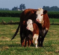 hereford cow small resize