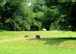 ovine-pajiste resize