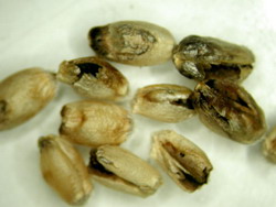 pbt3-hostsymptoms-1 resize