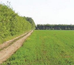 Fermierii trebuie sa planteze perdele forestiere pentru a primi subventia agricola