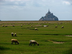 Carne de miel cu denumirea de origine „PRES-SALES DE LA BAIE DE SOMME”