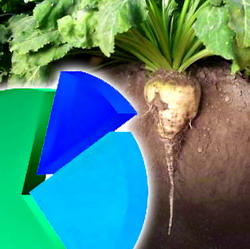 Repartizarea cotei de productie de zahar din sfecla de zahar