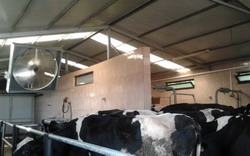 Gospodarii unice in Romania la Mosna, Sibiu