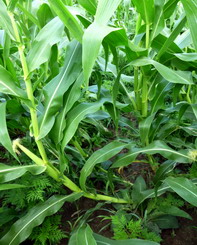 Diabrotica virgifera virgifera 3