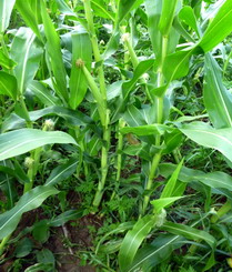 Diabrotica virgifera virgifera 5