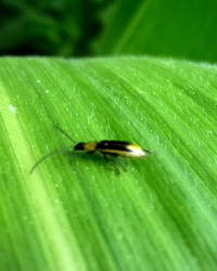 Amenintarea din cultura porumbului numita Diabrotica virgifera virgifera Le Conte