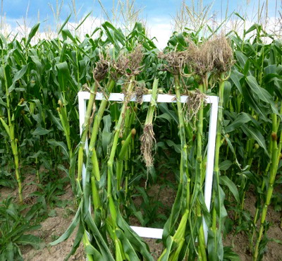 Diabrotica virgifera virgifera 7