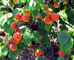 Recolta de cirese si caise la Domeniile Ostrov a crescut cu 50 de procente in 2013