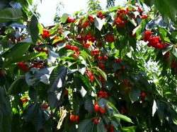 Domeniile Ostrov cirese