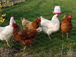 Free range chickens resize