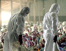 Virusul gripei aviare ar putea sa reapara in sezonul acesta