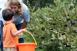 McWilliams aronia 1-29 resize