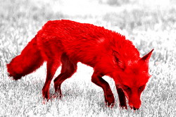 Supravegherea si prevenirea Rabiei in zona silvatica