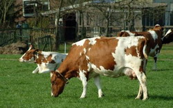 baltata-romaneasca resize