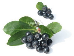 Aronia un superfruct care face minuni