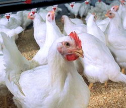 Ascitele in cresterea broilerilor