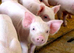 Se depun cererile de plata pentru Masura 215 – Bunastarea porcinelor