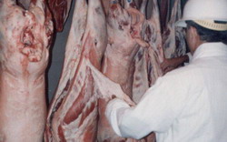 Principalele categorii comerciale de carne de oaie
