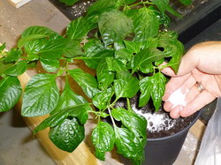 Tratamentul plantelor cu sare amara