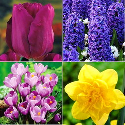 Bulbii de toamna. Descoperiti florile care va reprezinta