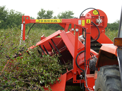 joanna harvest1 resize